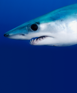 Shortfin Mako © Charles Hood