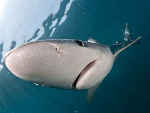 Blue Shark © Terry Goss